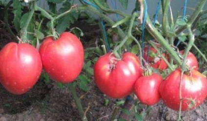 Soiuri de tomate nedeterminate pentru teren deschis