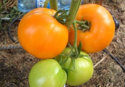 Soiuri de tomate nedeterminate pentru teren deschis