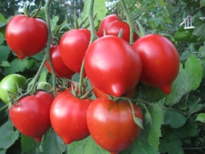 Soiuri de tomate nedeterminate pentru teren deschis