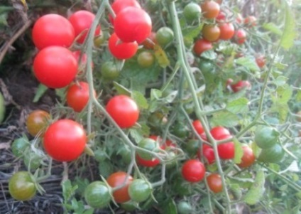 Soiuri de tomate nedeterminate pentru teren deschis