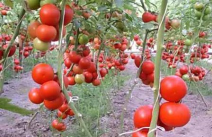 Soiuri de tomate nedeterminate pentru teren deschis