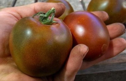 Soiuri de tomate nedeterminate pentru teren deschis