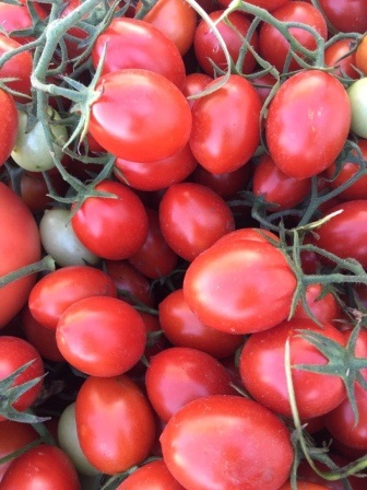 Soiuri de tomate nedeterminate pentru teren deschis