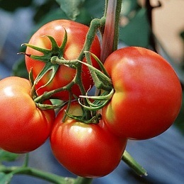 Soiuri de tomate nedeterminate pentru teren deschis