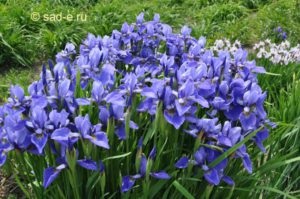 Iris îngrijire de plantare Siberian, toate despre plante