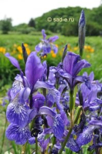 Iris îngrijire de plantare Siberian, toate despre plante