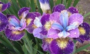 Iris îngrijire de plantare Siberian, toate despre plante