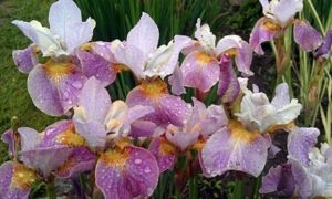 Iris îngrijire de plantare Siberian, toate despre plante