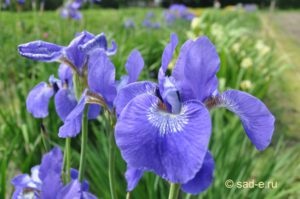 Iris îngrijire de plantare Siberian, toate despre plante