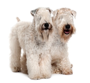Irish Soft Coated Wheaten Terrier - descrierea rasei, foto, video, articol