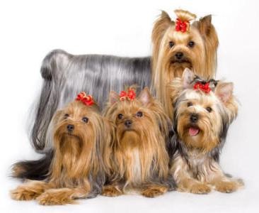 Yorkshire Terrier mínusz és fajtájú plusz