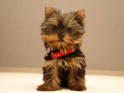 Yorkshire Terrier minusuri și plusuri de rasă