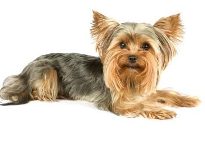 Yorkshire Terrier minusuri și plusuri de rasă