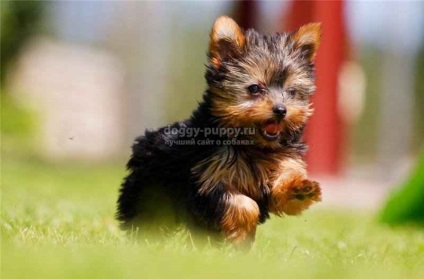 A Yorkshire Terrier a fajta fő előnyeit és hátrányait - az állatvilágot