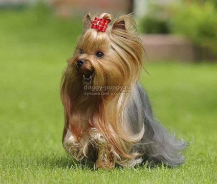 A Yorkshire Terrier a fajta fő előnyeit és hátrányait - az állatvilágot