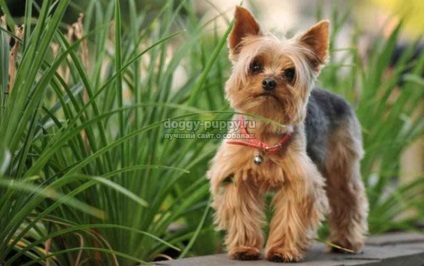 A Yorkshire Terrier a fajta fő előnyeit és hátrányait - az állatvilágot