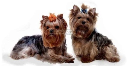 Yorkshire Terrier principalele avantaje și dezavantaje ale rasei - lumea animală