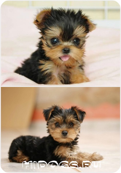 A fajta Yorkshire terrier előnyei és hátrányai (fotó)