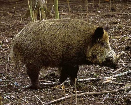 Boar - fiara lui Perun