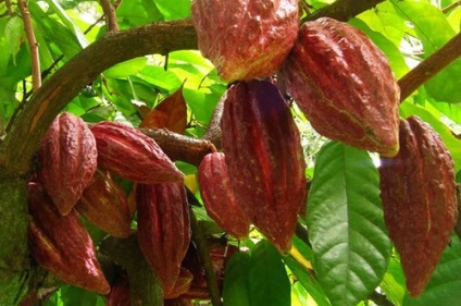 Cultură de boabe de cacao, aport caloric și aplicare în pierdere în greutate
