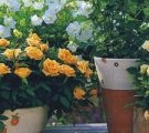 Care sunt tipurile rare de fotografie hortensii de grădină, nume de flori, îngrijirea arbuștilor