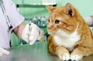 Ce vaccinuri fac pisicile și când sunt vaccinate?