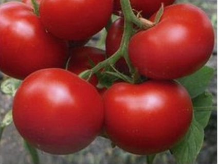 Ce tipuri de roșii ar trebui plantate într-o seră