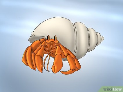 Cum se joacă cu un crab pustnic