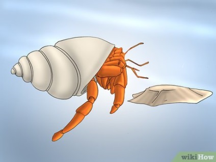 Cum se joacă cu un crab pustnic