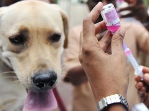 Ce medicamente și din ce boli este vaccinarea câinilor