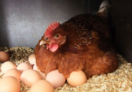 Hogyan lehet megszabadulni a csirke bolháktól a csirkehústól - csirke bolhákból származó alapokból