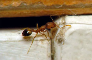 Cum să scapi de furnicile galbene în apartament