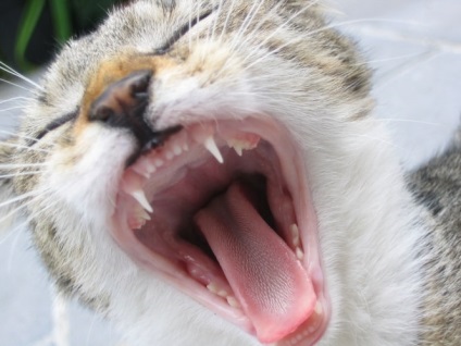 Cum se determină vârsta pisicilor prin modificări ale dinților