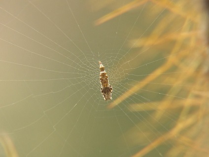 Cum păianjenii fac fără adeziv pe web, știință și viață