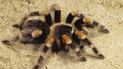 Cum păianjenii prezică vremea - lucruri interesante despre animale