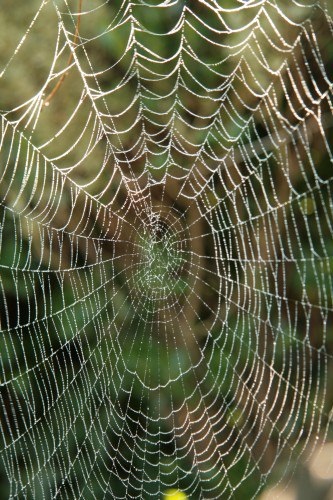 Cum păianjenii prezică vremea - o societate a cunoașterii secrete