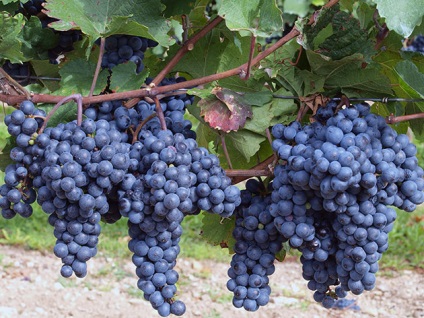 Hogyan átültetni a szőlő egy másik helyre ősszel
