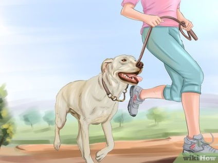 Cum să mențină starea de sănătate a câinelui în stare bună