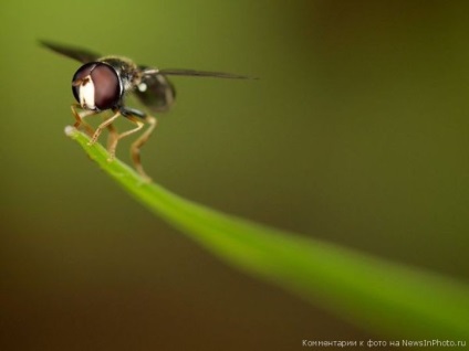 Cum să obțineți macrofotografiile perfecte «știri în fotografie