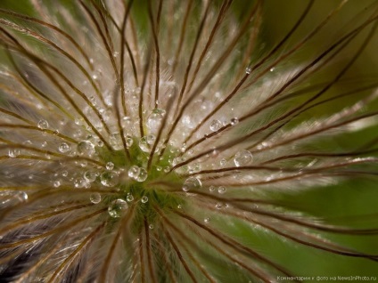 Cum să obțineți macrofotografiile perfecte «știri în fotografie