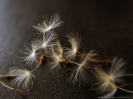 Cum să obțineți macrofotografiile perfecte «știri în fotografie