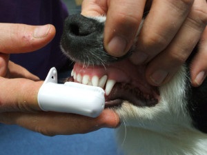 Cum să îngrijești corect dinții câinilor