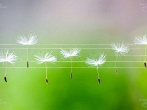 Cum sa alegi muzica potrivita pentru meditatie, grani tonkogo mira