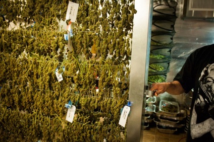 Cum să producă marijuana în Colorado