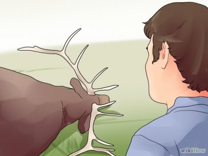 Cum să împărțiți un elk