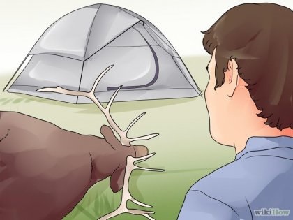 Cum să împărțiți un elk