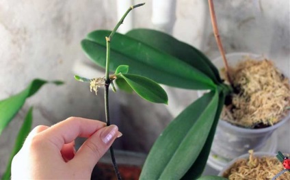 Cum să propagați o orhidee acasă