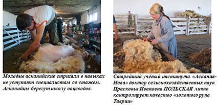 Cum de a tăiat oile - dezvoltarea de reproducție de ovine în partea de sud a Ucrainei, regiunea Kherson, creșterea oilor,