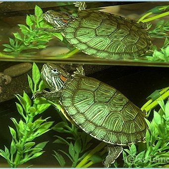 Cum să vindeciți un tratament cu broască țestoasă cu broască roșie a pneumoniei în broaște țestoase roșii
