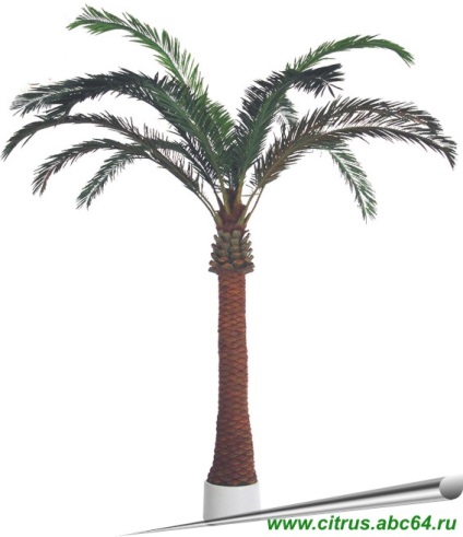 Cum să crească o palmă de dată a unei case, data de palmier dintr-o piatră, data palate agrotehnică